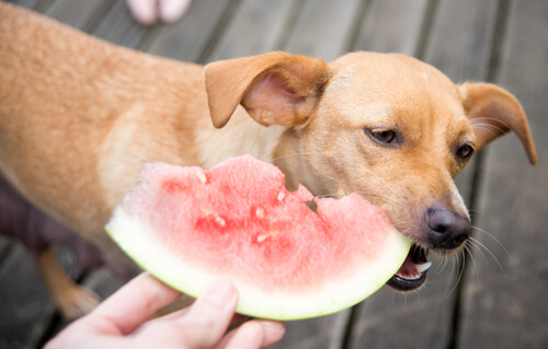 ¿Existen frutas para perros recomendadas?
