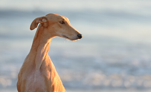 La galgoterapia, un éxito rotundo en España