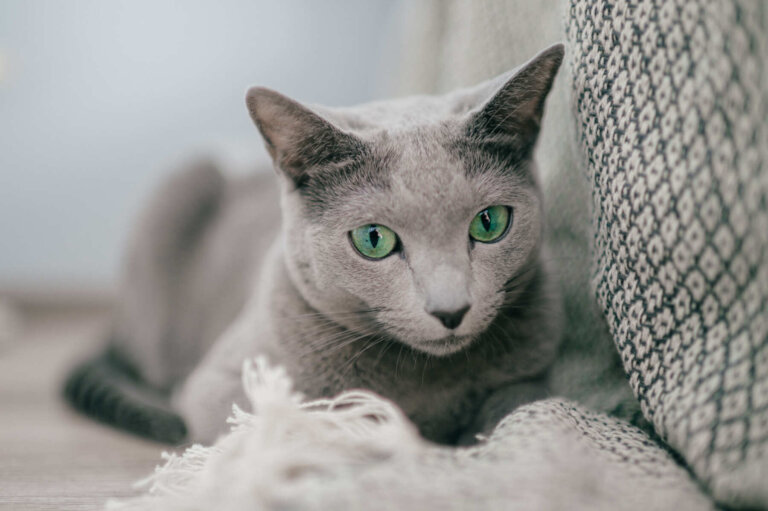Aprende todo sobre el gato azul ruso y sus cuidados