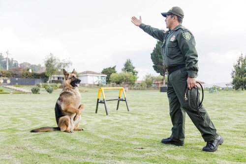 Entrenamiento perro policia