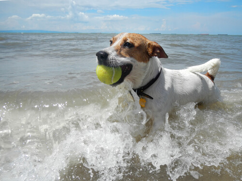 Llevar el perro a la playa