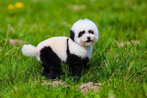 Todo sobre los perros pandas
