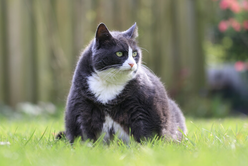 Mascotas con sobrepeso: cómo evitarlo
