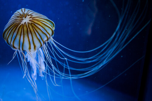 Las medusas pican, pero no todas