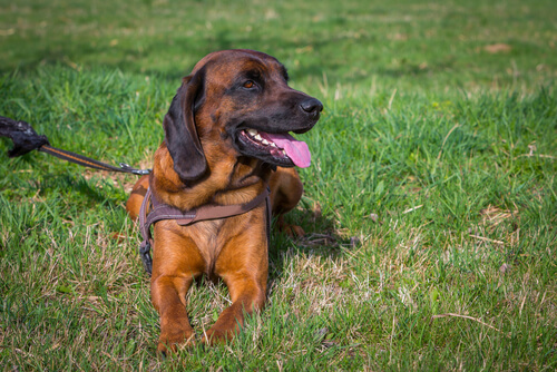 Perro bloodhound acostado en el cesped
