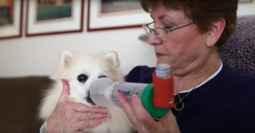 Mujer alimentando a un perro