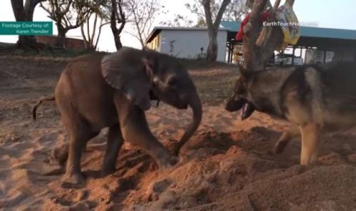 El pastor alemán y el bebé elefante, una amistad más allá de las apariencias