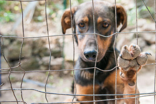 ¿Cómo es el perfil del perro abandonado? ¿Cómo es el perfil del perro abandonado?