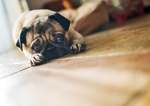 Perro triste tumbado en el suelo