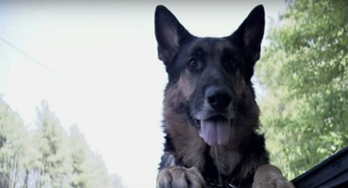 Perro abandonado salva a una mujer que tuvo un accidente Perro abandonado salva a una mujer que tuvo un accidente