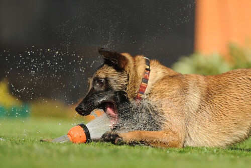 su hortumuyla oynayan bir köpek