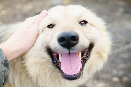 10 razones por las que quiero con locura a mi perro