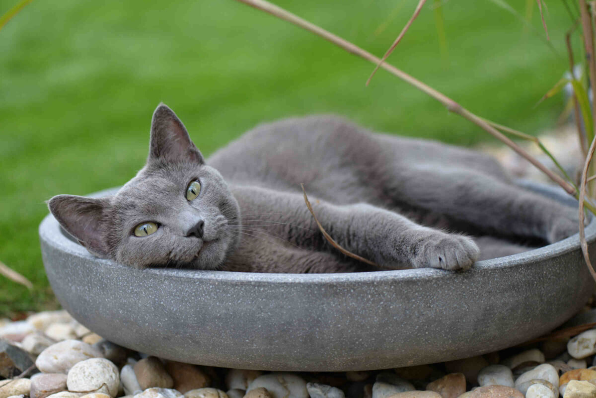 Gato azul ruso descansando