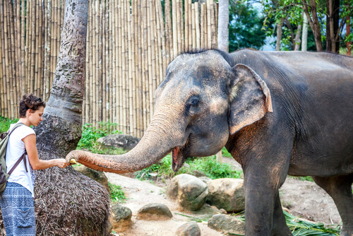 El Santuario de animales de Angelina Jolie