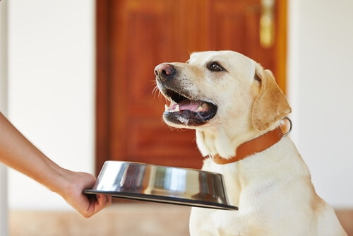 ¿Qué hacer si tu perro no tiene apetito?