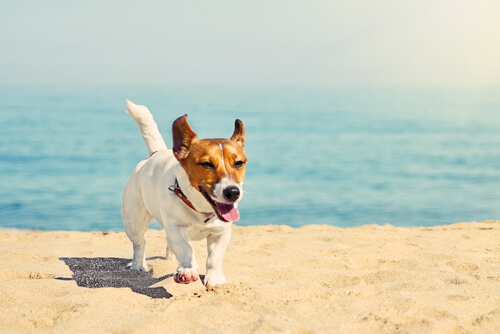 Lugares ideales para ir de vacaciones con el perro