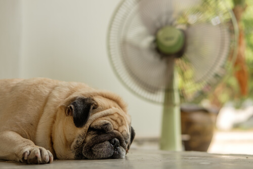 ¿Debo ponerle un ventilador a mi perro si hace calor?