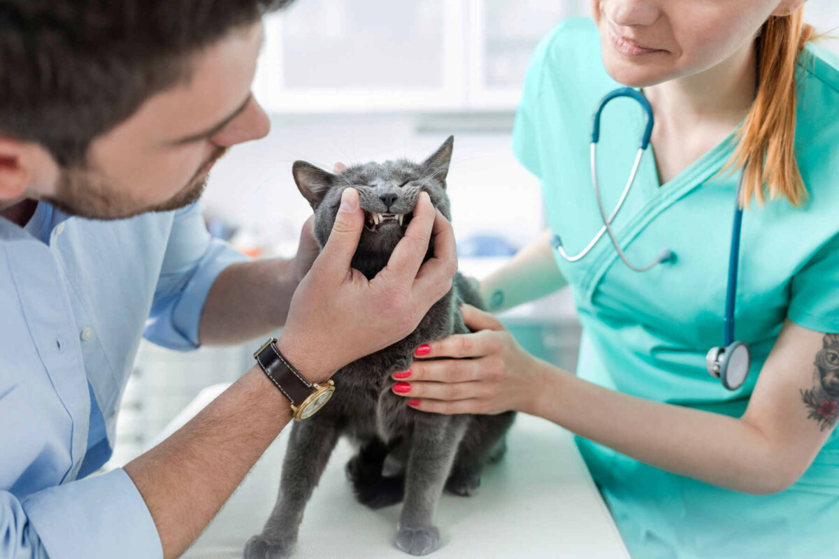 Gato azul ruso en el veterinario