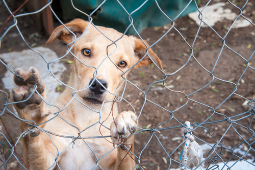 Abandono canino en Puerto Rico