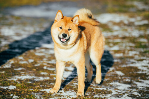 Un akita inu.