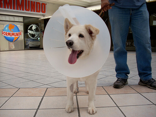 7 alternativas del collar isabelino en perros