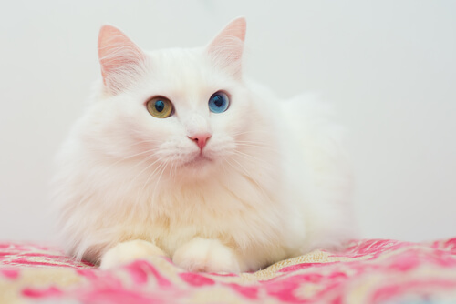 Turkish Angora cat (long-haired cat breeds) laying on a blanket