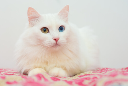  Turkish Angora cat (long-haired cat breeds) laying on a blanket 
