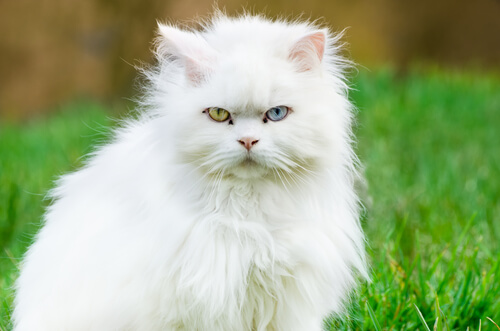 Gato angora en el cesped