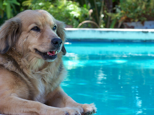Consejos para bañarte en la piscina con tu perro