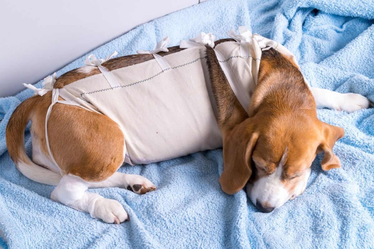 Un beagle con un traje quirúrgico. 