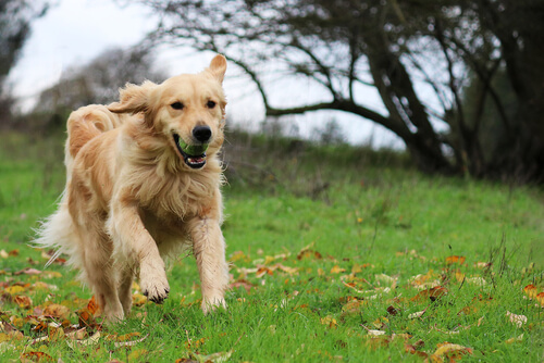 La bondad del golden retriever