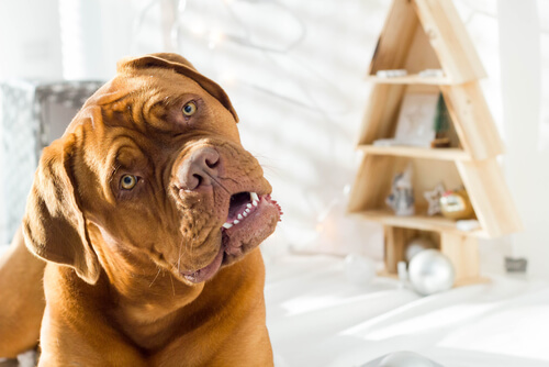 ¿Tu perro gira la cabeza cuando le hablas? ¿Tu perro gira la cabeza cuando le hablas?