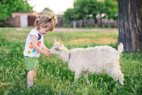 Cabras como mascota, una buena opción para los niños.