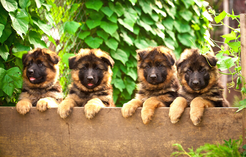 perros anti drogas cachorrillos
