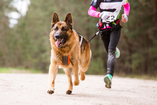 Deportes con perros: ¿conoces el canicross?