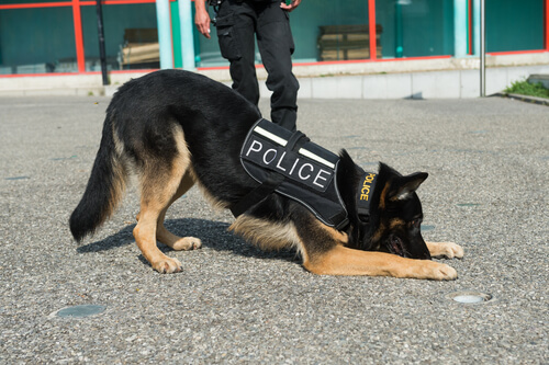 ¿Cuáles son las cualidades de los perros policía?
