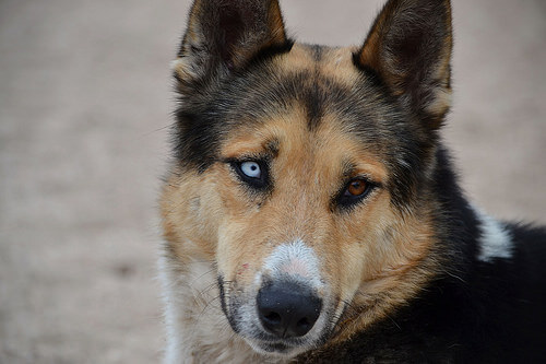 Perro