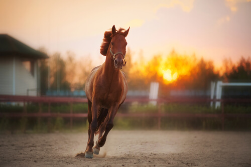 ¿Sabías que los caballos tienen solo un dedo?