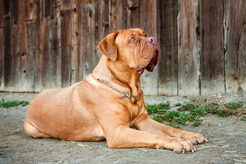 ¿Cuántos tipos de perro dogo existen?