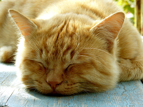 Duerme tu gato