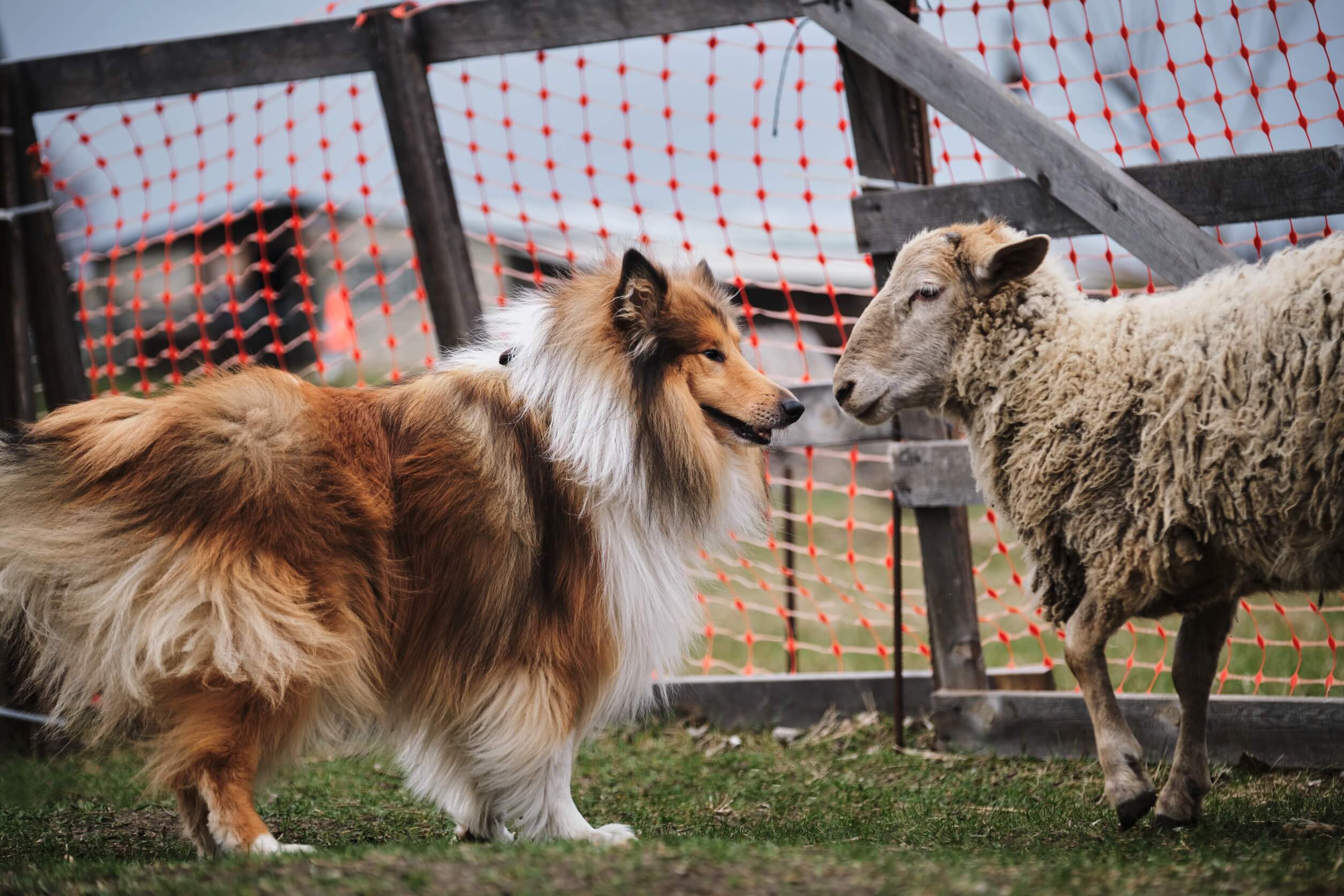 Educación de perros de pastoreo