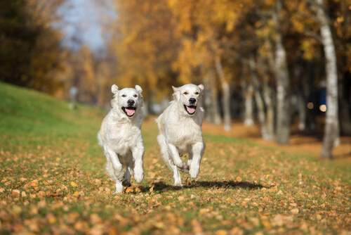 Cani che corrono insieme