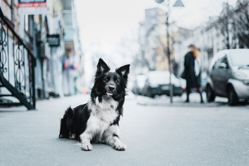 El maltrato animal: formas de luchar contra él