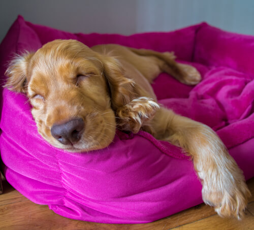 ¿Cómo son los sueños de los perros?