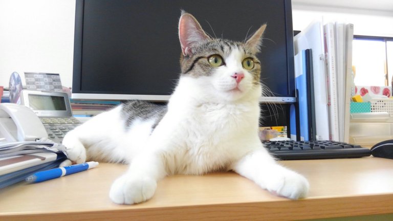 Una empresa adoptó varios gatos para luchar contra el estrés
