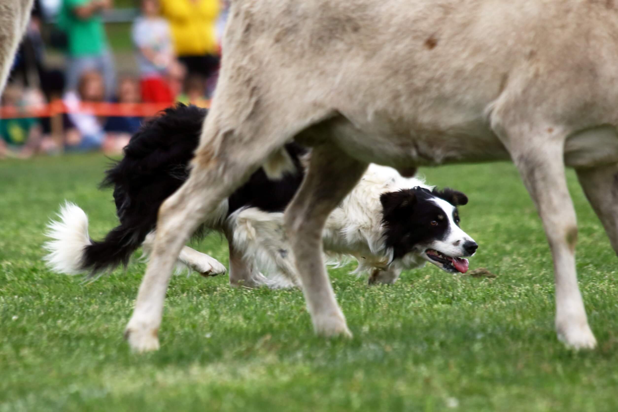 Entrenamiento para perros de pastoreo