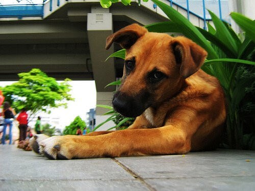 Cómo evitar que el perro coma las plantas