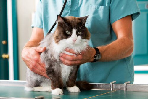 Gato en el veterinario