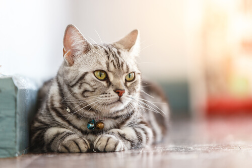 Gato acostado