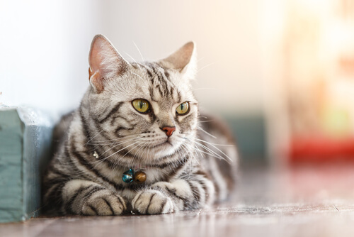 La ciencia detrás del bienestar de los gatos domésticos